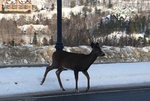 Montreal: Prywatna jednodniowa wycieczka do Mont Tremblant