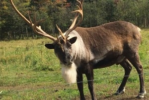 Montreal: Privétour naar Parc Omega & Montebello Lodge