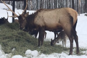 Montreal: Privétour naar Parc Omega & Montebello Lodge