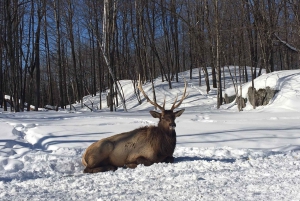 Montreal: Privétour naar Parc Omega & Montebello Lodge