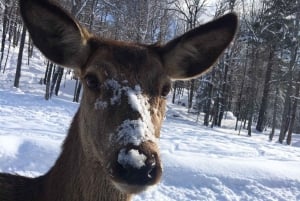 Montreal: Privétour naar Parc Omega & Montebello Lodge