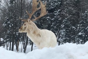 Montreal: Privétour naar Parc Omega & Montebello Lodge