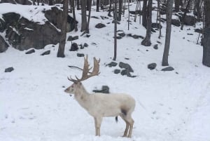 Montreal: Privétour naar Parc Omega & Montebello Lodge