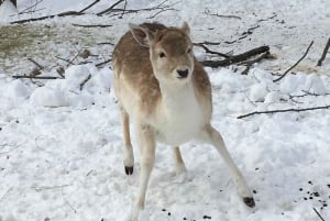 Montreal: Privétour naar Parc Omega & Montebello Lodge