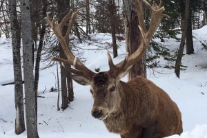 Montreal: Privétour naar Parc Omega & Montebello Lodge