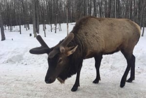 Montreal: Privétour naar Parc Omega & Montebello Lodge