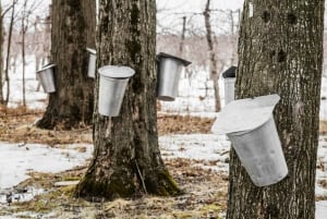 Montreal: Sugar Shack Maple Syrup Day Trip with Lunch