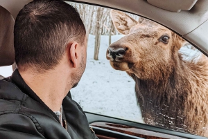 Ottawa: Private Wildlife Adventure Safari in Parc Omega