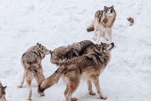 Ottawa: Private Wildlife Adventure Safari in Parc Omega