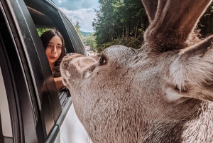 Ottawa: Private Wildlife Adventure Safari in Parc Omega