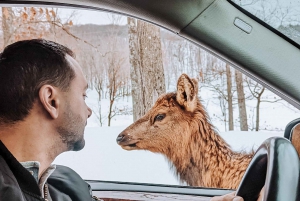 Ottawa: Private Wildlife Adventure Safari in Parc Omega