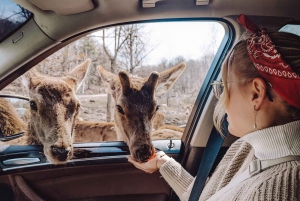 Ottawa: Private Wildlife Adventure Safari in Parc Omega