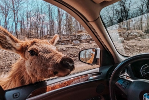 Ottawa: Private Wildlife Adventure Safari in Parc Omega