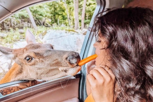 Ottawa: Private Wildlife Adventure Safari in Parc Omega