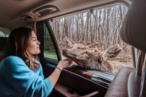 Ottawa: Private Wildlife Adventure Safari in Parc Omega