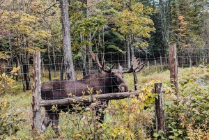 Ottawa: Private Wildlife Adventure Safari in Parc Omega