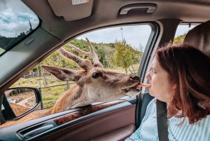 Ottawa: Private Wildlife Adventure Safari in Parc Omega