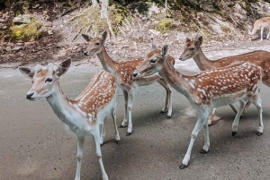 Ottawa: Private Wildlife Adventure Safari in Parc Omega