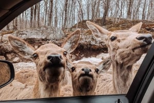 Ottawa: Private Wildlife Adventure Safari in Parc Omega