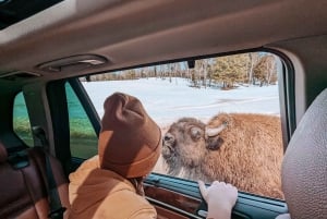 Ottawa: Private Wildlife Adventure Safari in Parc Omega