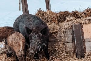 Ottawa: Private Wildlife Adventure Safari in Parc Omega