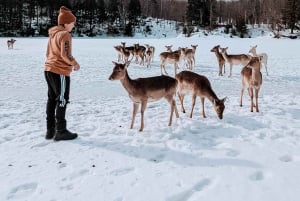 Ottawa: Private Wildlife Adventure Safari in Parc Omega