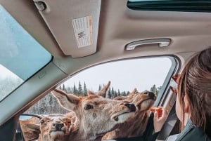 Ottawa: Private Wildlife Adventure Safari in Parc Omega