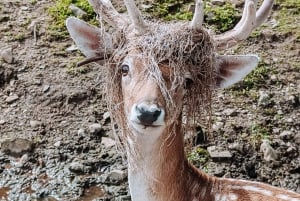 Ottawa: Private Wildlife Adventure Safari in Parc Omega