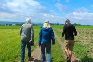 Quebec City - Rundvandring på jordbruksmark på Ile d'Orléans