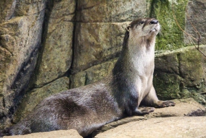 Skip-the-line Montreal Biodome Private Tour with Tickets