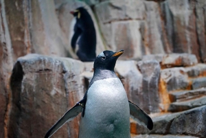 Skip-the-line Montreal Biodome Private Tour with Tickets