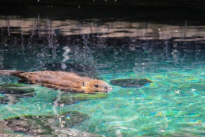 Skip-the-line Montreal Biodome Private Tour with Tickets