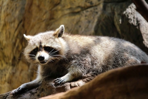 Skip-the-line Montreal Biodome Private Tour with Tickets