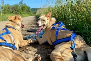 St-Liguori: Experiencia Cani-Karting/Trineo con perros