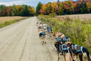 St-Liguori: Experiencia Cani-Karting/Trineo con perros