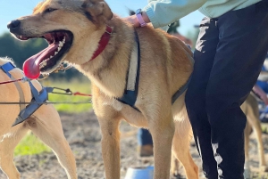 St-Liguori: Experiencia Cani-Karting/Trineo con perros