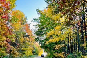 St-Liguori: Experiencia Cani-Karting/Trineo con perros