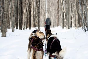 St-Liguori: Discover the beauty of winter by dog sled!