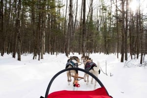 St-Liguori: Discover the beauty of winter by dog sled!