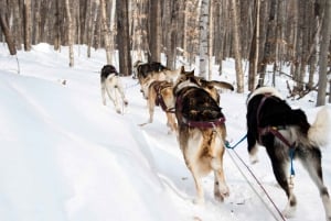 St-Liguori: Discover the beauty of winter by dog sled!