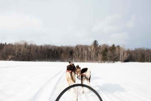 St-Liguori: Discover the beauty of winter by dog sled!