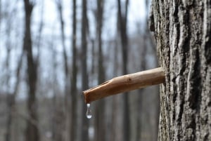 Montreal: Maple Syrup Tour with Sugar Shack & Local Cuisine