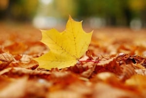 Montreal: Maple Syrup Tour with Sugar Shack & Local Cuisine