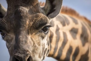 From Montreal: Omega Park Wildlife Safari Calling Sounds