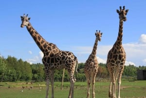 From Montreal: Omega Park Wildlife Safari Calling Sounds