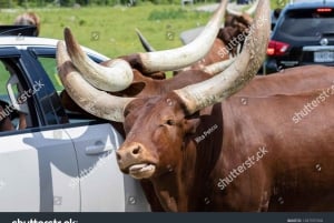 From Montreal: Omega Park Wildlife Safari Calling Sounds
