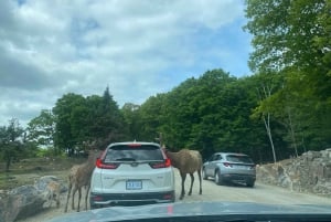 From Montreal: Omega Park Wildlife Safari Calling Sounds