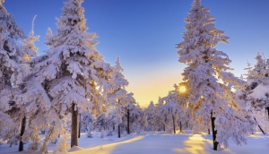 Ruffle, special prize from Bogdarnya farm