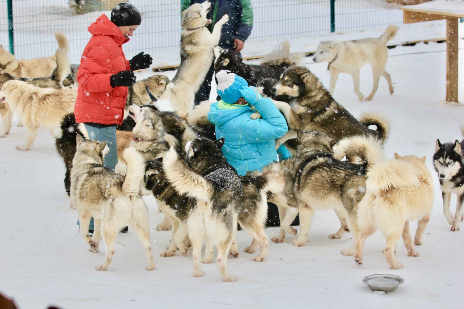 From Moscow: Dog-Sledding Tour with Husky Farm Visit
