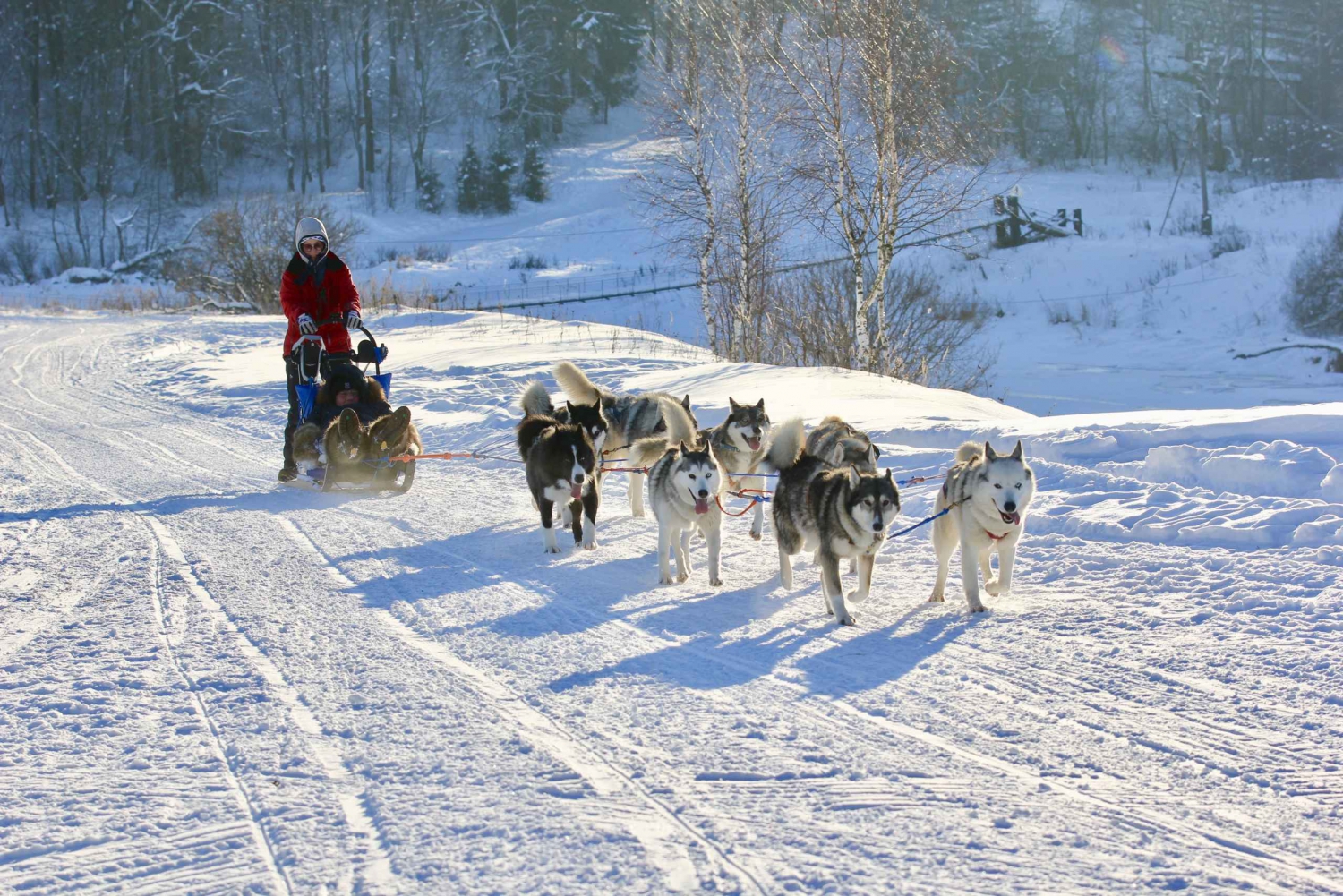 From Moscow: Dog-Sledding Tour with Husky Farm Visit in Moscow